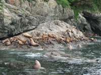 Sea Lions